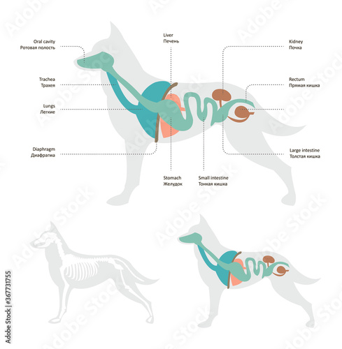 Vector illustration of dog anatomy photo