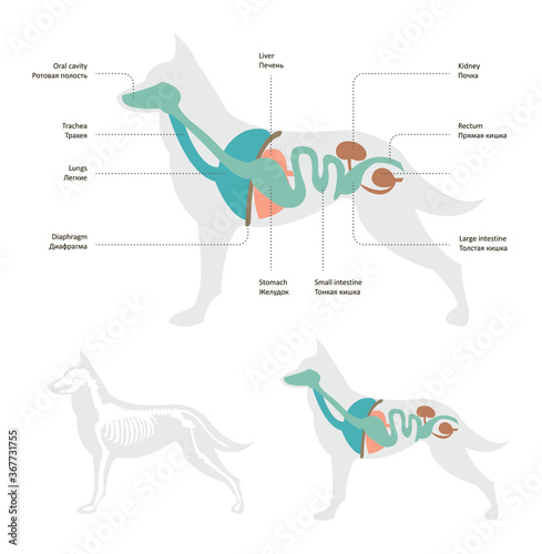 Vector illustration of dog anatomy