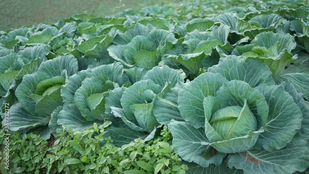 close-up of fresh cabbage in the vegetable garden