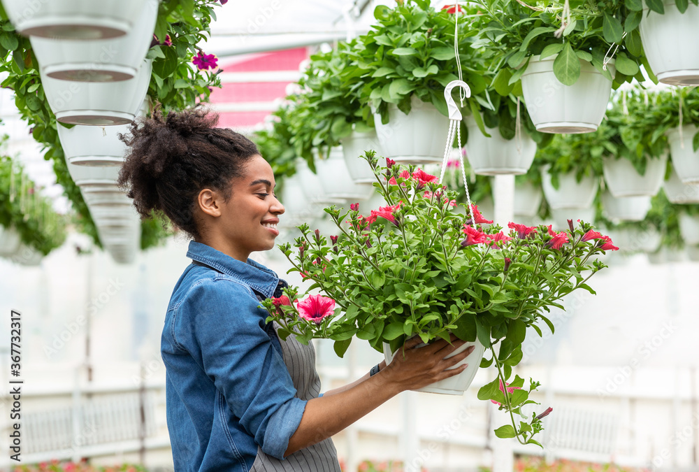 Flowers grown in greenhouse and work of gardener. Girl looking at potted flowers hanging from ceiling
