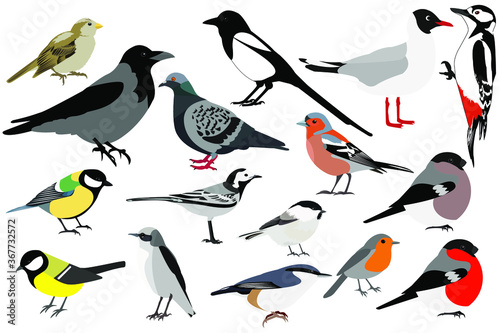 set of birds of Russia  chickadee  tit mouse  crow  pigeon  magpie  wagtail  guull  sparrow  nuthatch