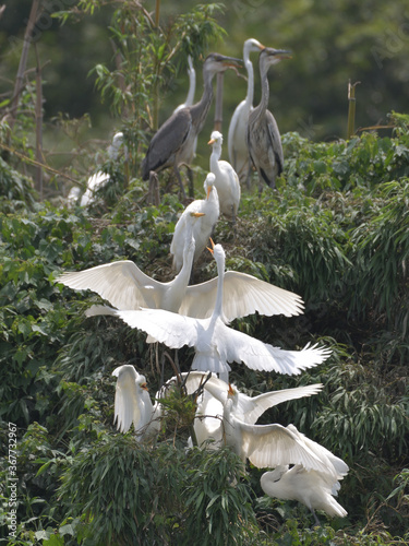 Canvastavla Group nesting of white herons