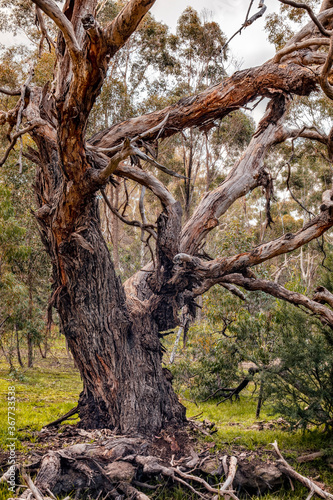 Gnarly old gum tree 