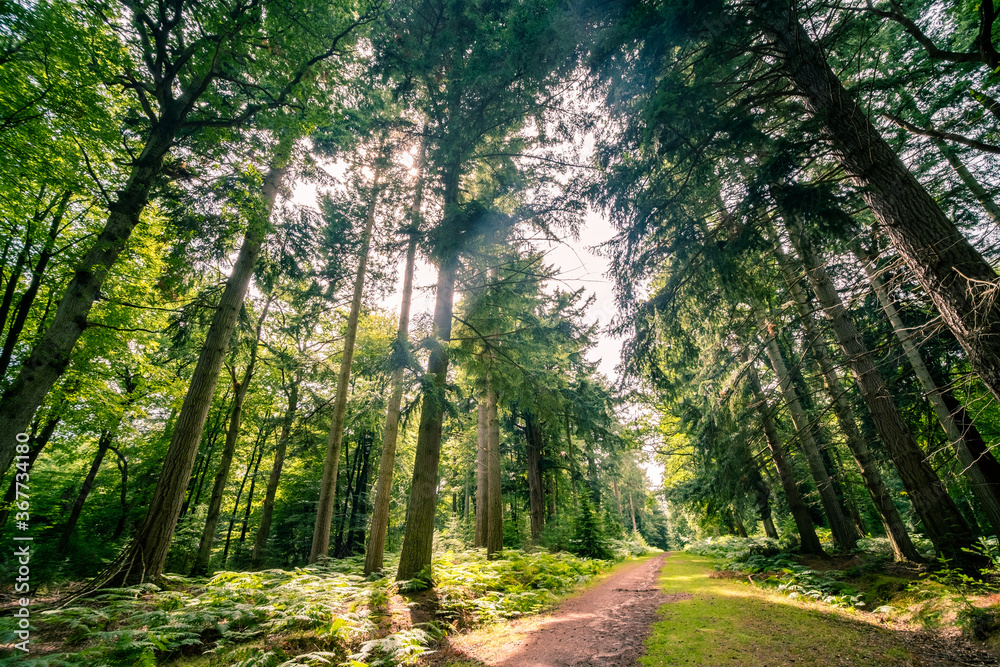 Beautiful pine forest in the New Forest National Park in Hampshire, UK  - obrazy, fototapety, plakaty 