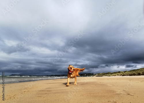 A dog runs down the sand with her ball on an empty beach