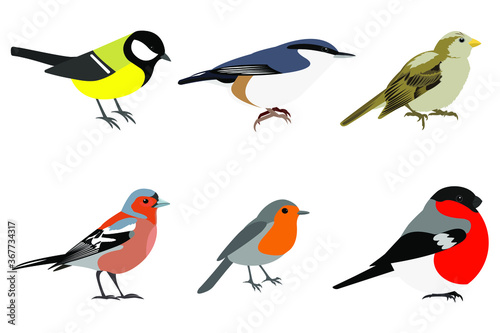 Fotografie, Obraz Set of birds: Sparrow, Chaffinch, bullfinch, great tit, nuthatch, robin vector