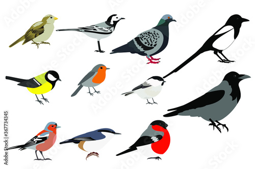 Birds of Europe and Russia: tit, Finch, bullfinch, Wagtail, Robin,nuthatch, chickadee, crow, sparrow, pigeon, magpie