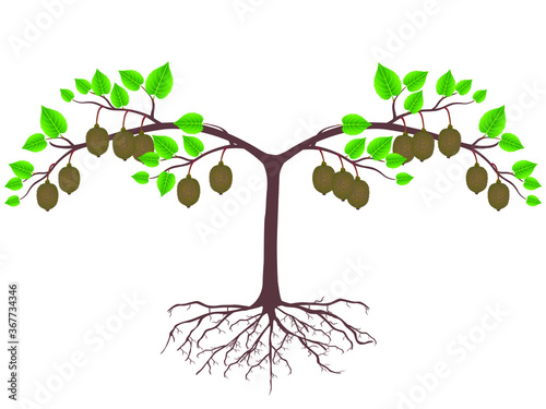Kiwi plant with roots and fruits on a white background.