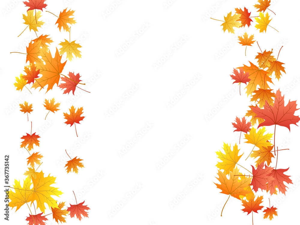 Maple leaves vector background, autumn foliage on white graphic design. Maple leaves vector background, autumn foliage on white graphic design.