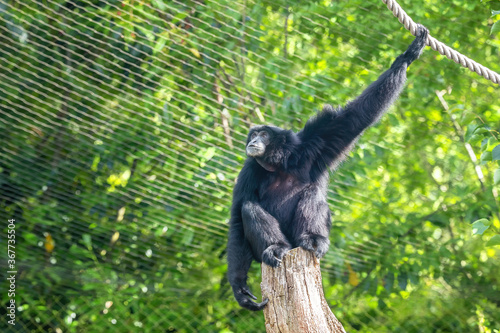 Siamang gibbon in a zoo enclosure