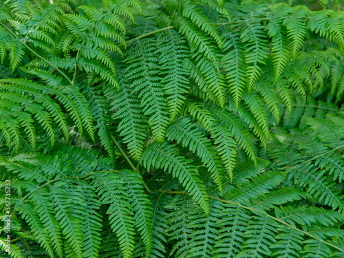 Fotografie Closeup of the dense overlapping green leaves of bracken plants