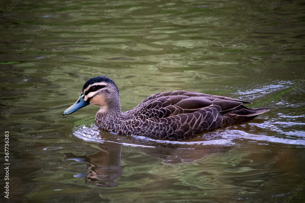 Obraz premium Single duck swimming in a river 2