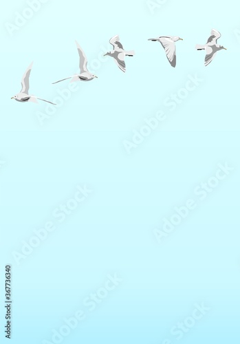 flying seagulls in the sky