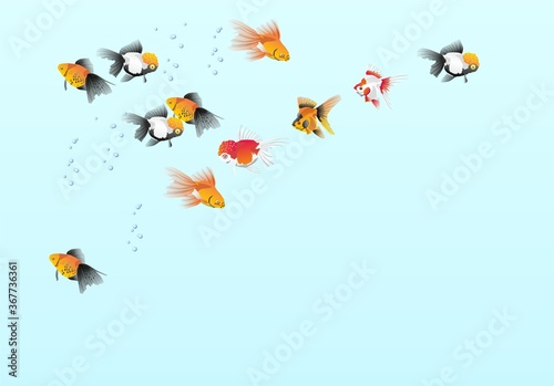tropical fish against  blue background