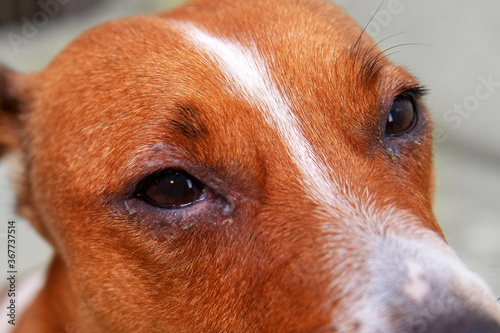 portrait of a dog with eye problem, conjunctivitis. Dog with bad swollen eyes due to an infection, dogs eye viewed from the side close up, in a square format, selective focus to ad copy space. photo