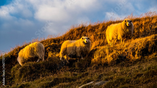 On the way up to the Litlanesfoss waterfall, East Iceland, a group of Icelandic sheep