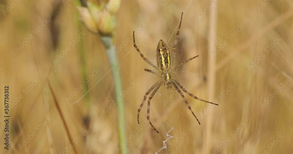 Macro shot of a spider. Moving, lively, green-brown spider weaves a web on a natural background. Shot of animal life in the wild. Macro shot of a spider. Moving, lively, green-brown spider weaves a web on a natural background. Shot of animal life in the wild.