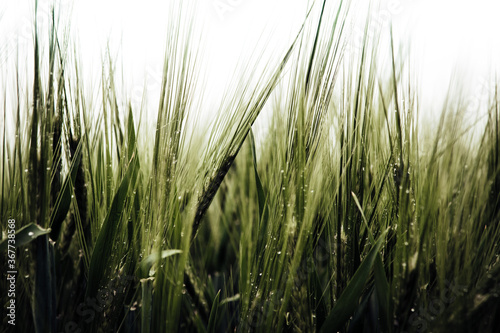Wallpaper background of green field of wheat, grass leaves close up