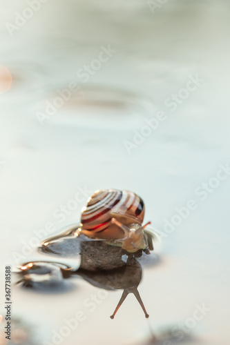 Cute snails reflection in the water. Shell macro, close-up image. Mirrored on water