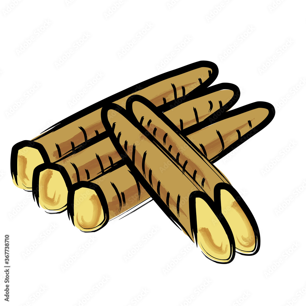 アナログタッチ筆描き水彩画 ゴボウ牛蒡のイラスト野菜 Burdock Illustration Stock Vector Adobe Stock