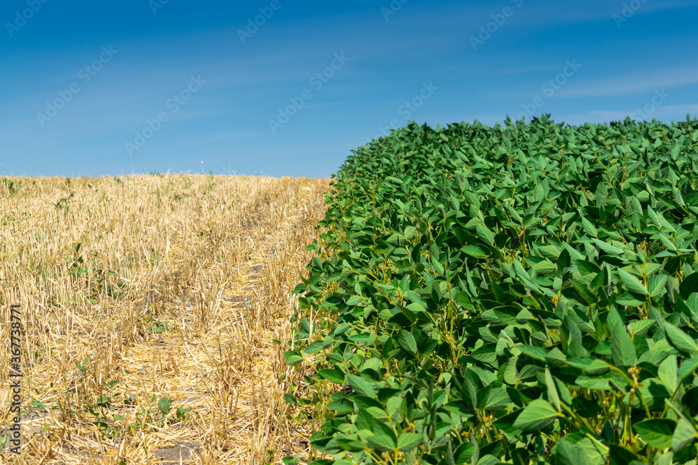 Obraz premium Soybean field in summer