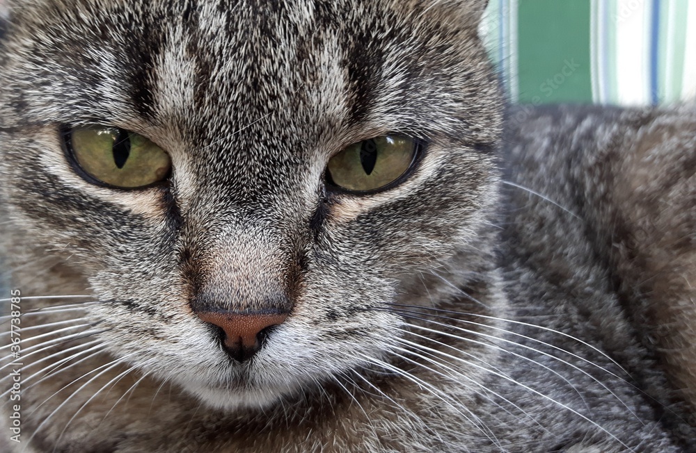 close up portrait of a cat