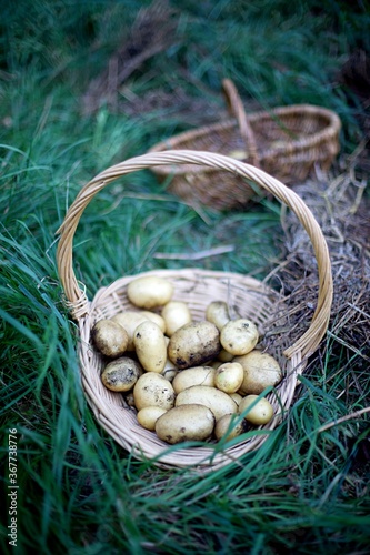 Récolte pommes de terre patates nourriture jardin - agriculture panier