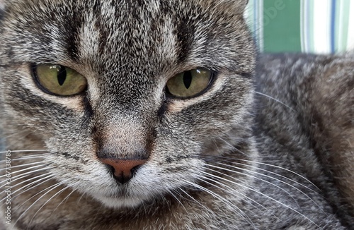 close up portrait of a cat