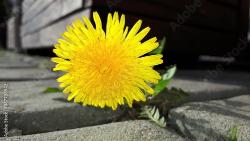 Fotografie, Obraz Beautiful yellow sow-thistle grows between pavement concrete bricks