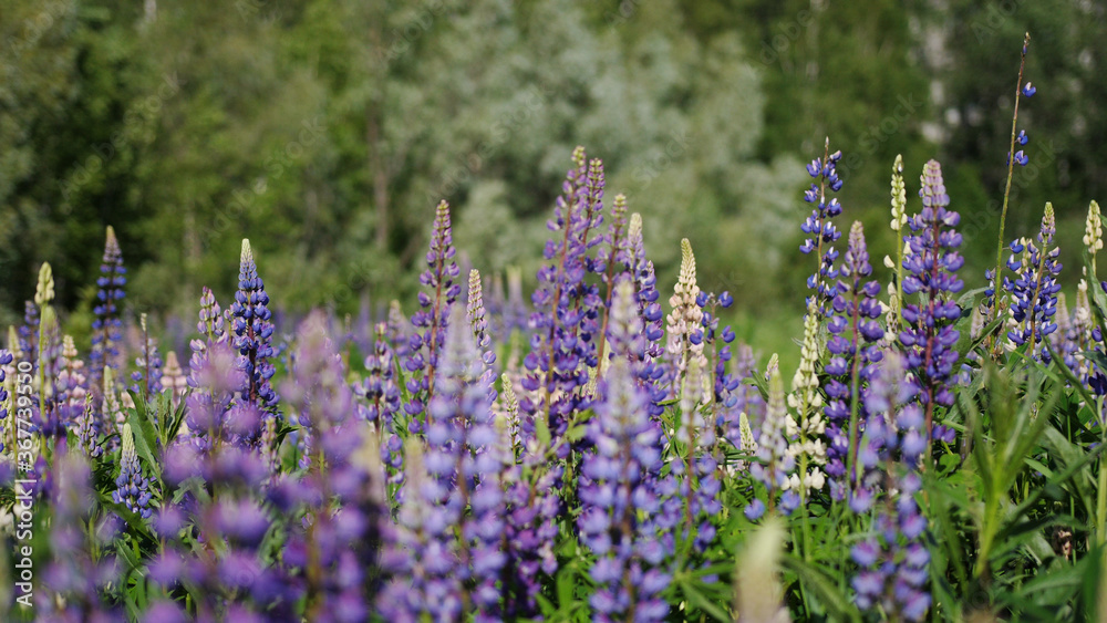 Obraz premium A field of wild purple lupine in bloom.