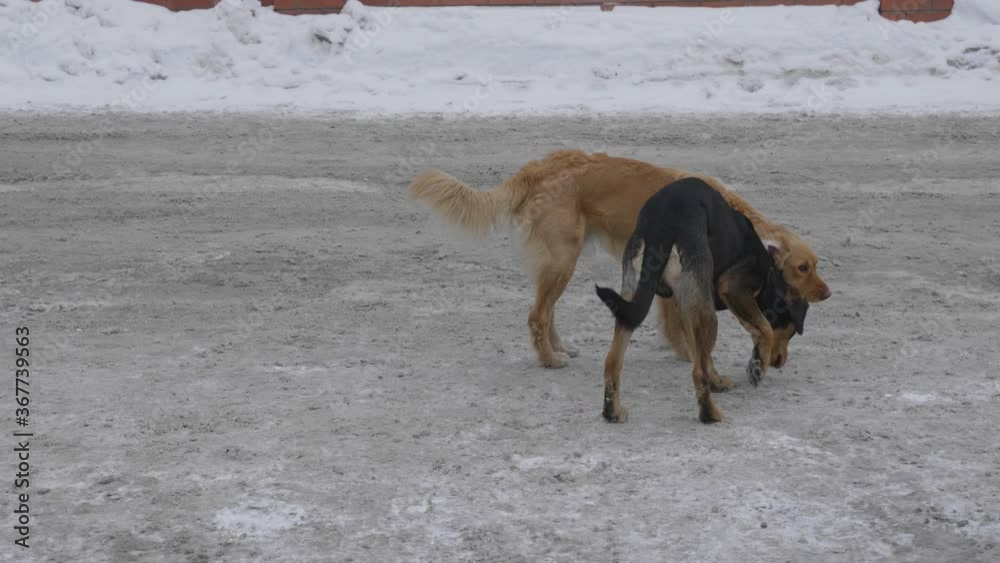 Two dogs, red and black in winter in the cold. Two dogs, red and black in winter in the cold.