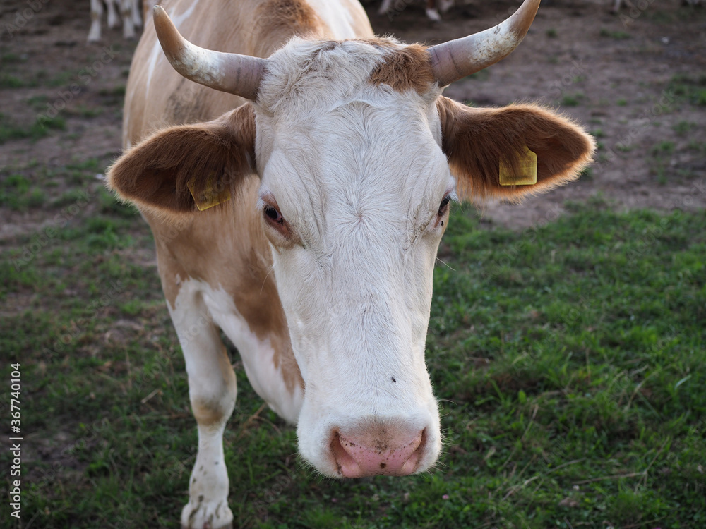portrait rapprochée d'une vache portrait rapprochée d'une vache