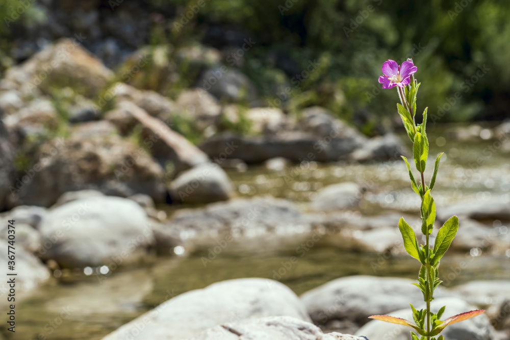 Epilobium hirsutum a flowering plant belonging to the Epilobium genus in the family Onagraceae against defocused riverbank