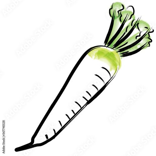 アナログタッチ筆描き水彩画　大根ダイコンのイラスト野菜｜Radish illustration