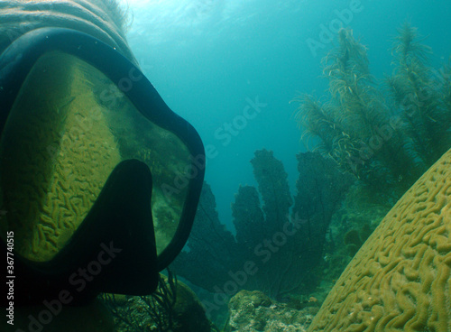 underwater coral reef scuba mask  caribbean sea Venezuela photo