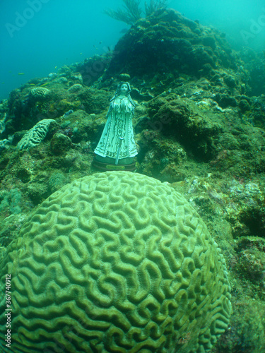 Fototapeta Naklejka Na Ścianę i Meble -  underwater coral reef  sea life caribbean sea Venezuela