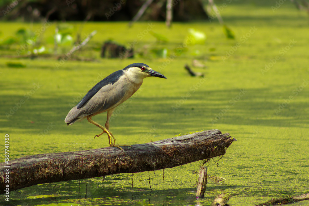 Black-Crowned Night Heron Walking on Log in Water Black-Crowned Night Heron Walking on Log in Water