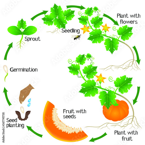 A growth cycle of a pumpkin plant on a white background.