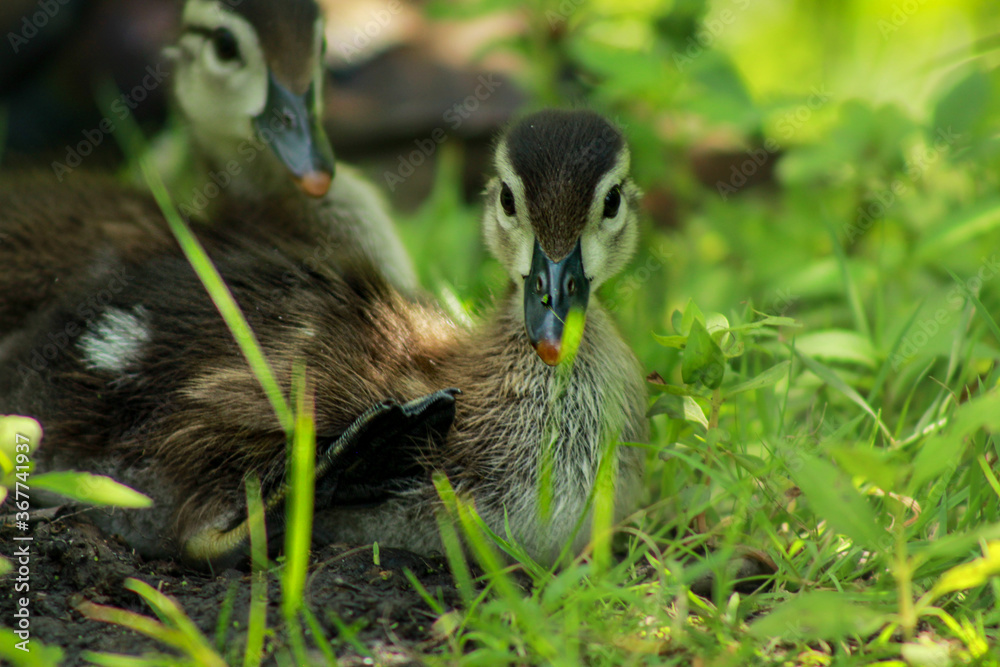 Obraz premium Small Wood Duckling Showing Webbed Feet