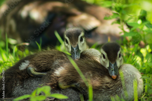 Ducklings Sleeping Together © Maxime Rene