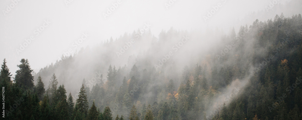 Forest with fog over the mountains. Website header or banner