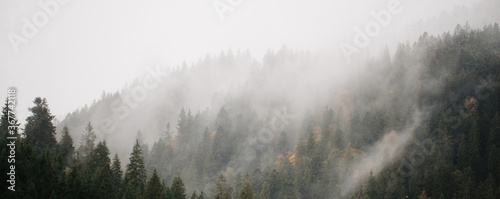 Forest with fog over the mountains. Website header or banner © 4Max
