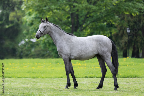 Gray horse stands on natural summer background, profile side view, exterior © Svetlana