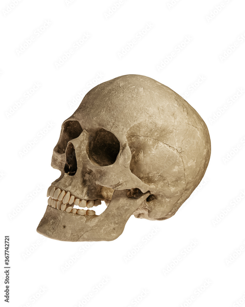 Naklejka premium Human Skull Isolated on White Background