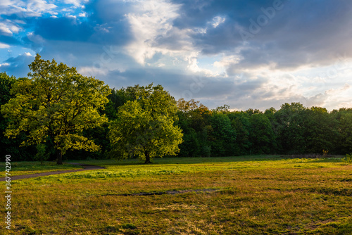 Foto A beautiful meadow with beautiful trees in the background, cloudy sky, landscape