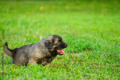 Portrait of young Illyrian Shepherd Dog puppy (Sarplaninac, Yugoslavian Shepherd, Shepherd from the Sharr Mountains)