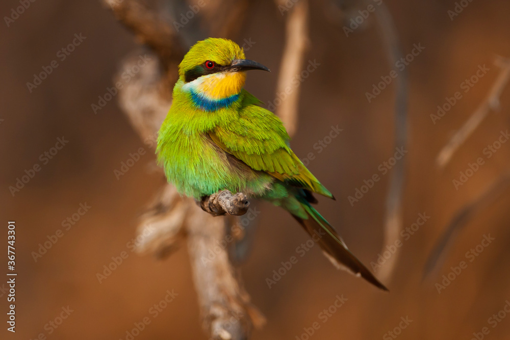 Swallow-tailed Bee-eater in the wild