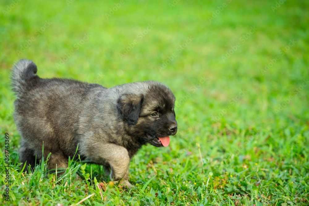 Portrait of young Illyrian Shepherd Dog puppy (Sarplaninac, Yugoslavian Shepherd, Shepherd from the Sharr Mountains)