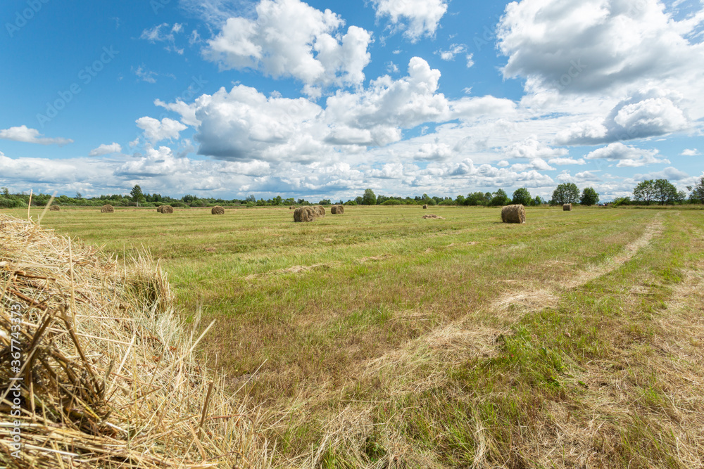 Fototapeta premium Haystacks on a sunny green meadow. Horizontal image.