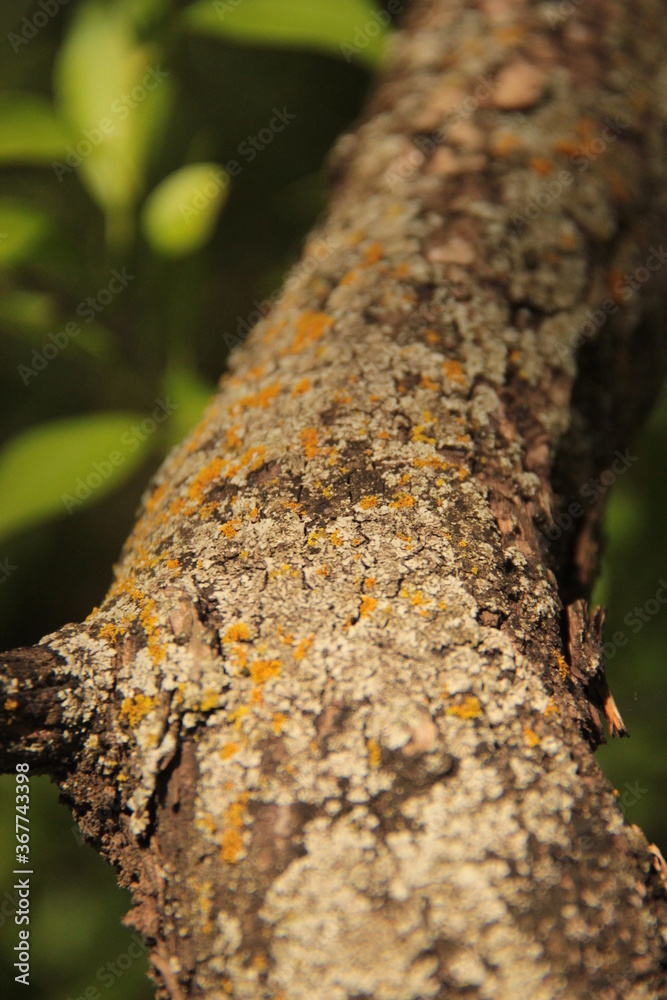 Bark with moss growing. Close-up Bark with moss growing. Close-up